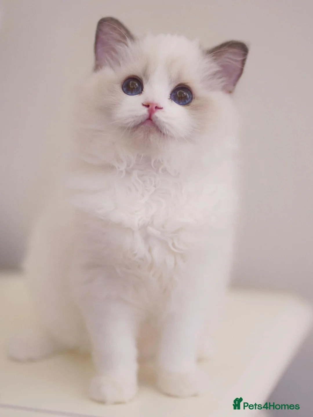 Ragdoll cats for sale: Exquisite High-End Quality Ragdolls Lynx / Bicolor - Advert 9