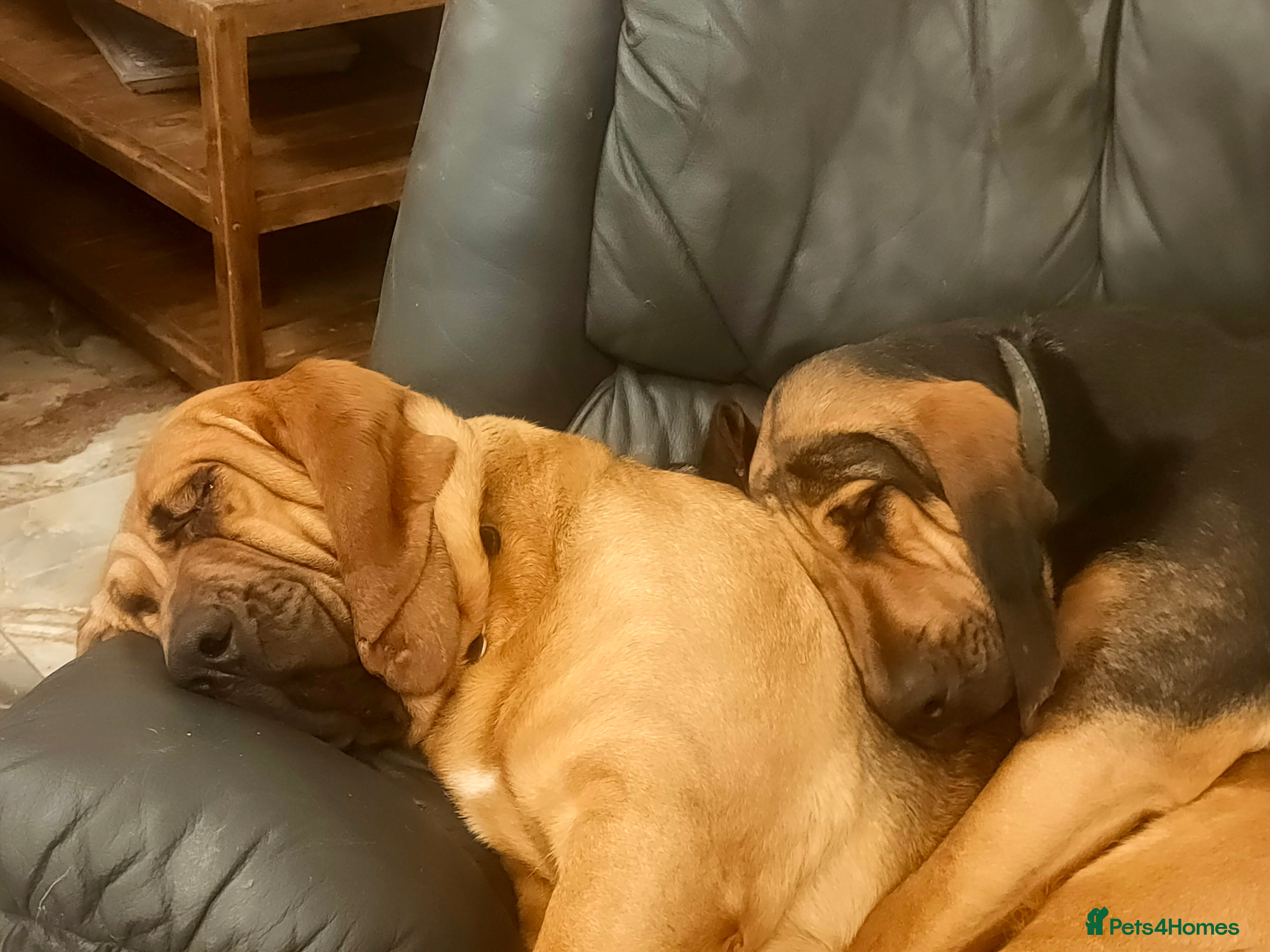 Bloodhound dogs Bloodhound Puppies - Advert 10