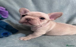 French Bulldog dogs for sale: 5 Male French Bulldog Puppies - Image 2