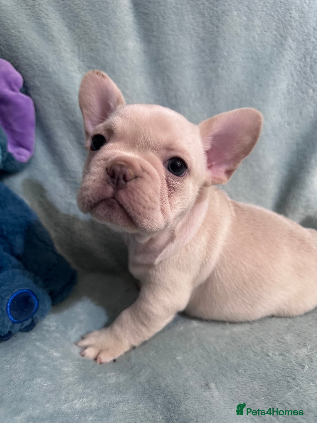 French Bulldog dogs for sale: 5 Male French Bulldog Puppies - Image 2