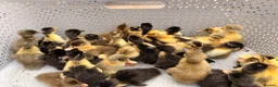 Ducks poultry for sale: Indian Runner Ducklings - Advert 5