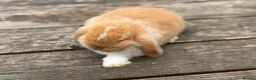 Mini Lop rabbits for sale: Three cute mini lops. - Advert 4