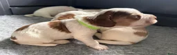 Cocker Spaniel dogs for sale: Adorable Kennel Club Reg. Show Cocker Spaniel Pups - Advert 29