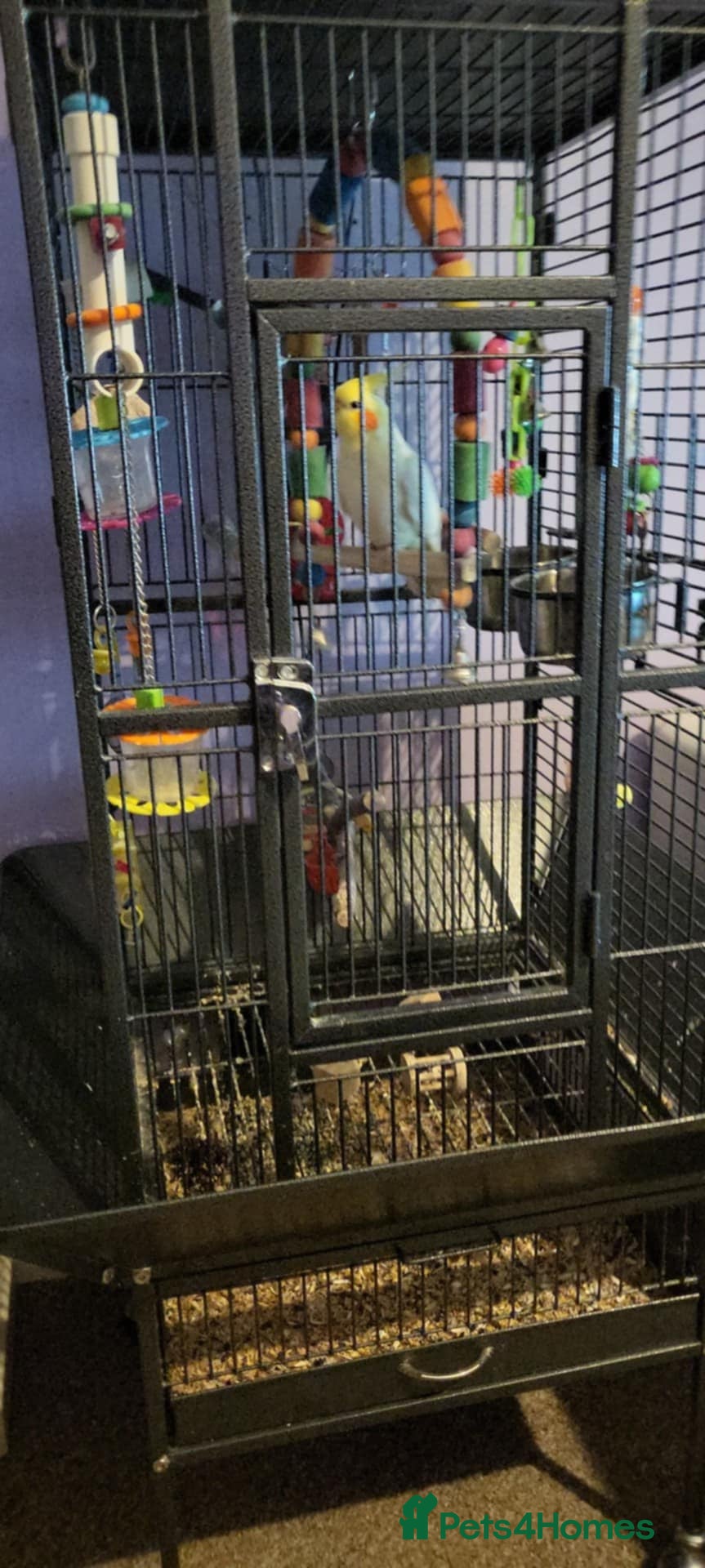 Cockatiels birds jacko male cockateil comes with cage and toys - Advert 13