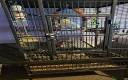 Cockatiels birds for sale: jacko male cockateil comes with cage and toys - Advert 1