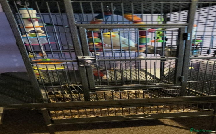 Cockatiels birds jacko male cockateil comes with cage and toys - Advert 1