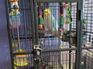 Cockatiels birds for sale: jacko male cockateil comes with cage and toys - Advert 1