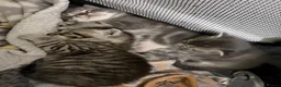 British Shorthair cats for sale: British shorthair /russian blue kittens  - Advert 19