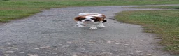 Cavalier King Charles Spaniel dogs for stud: KC Registered Blenheim Cav FOR STUD  - Advert 3