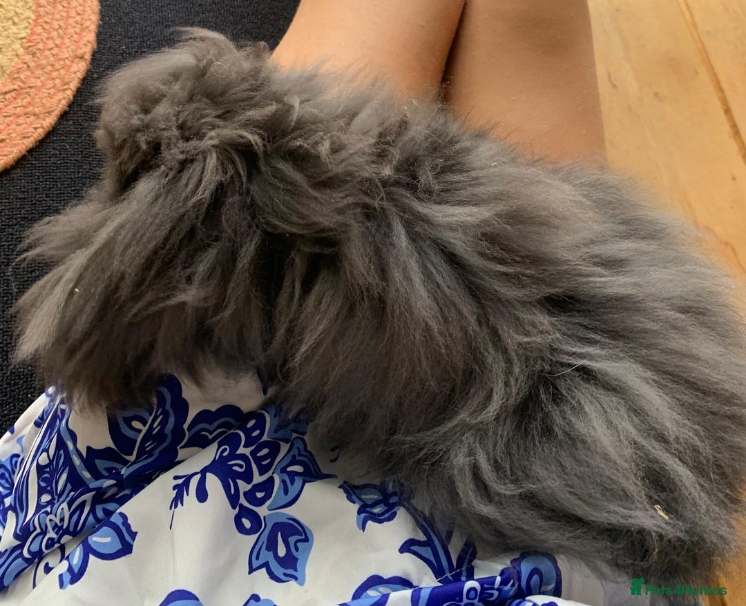 Lionhead rabbits for sale: 2 lionhead girls - 5 months old - Image 3