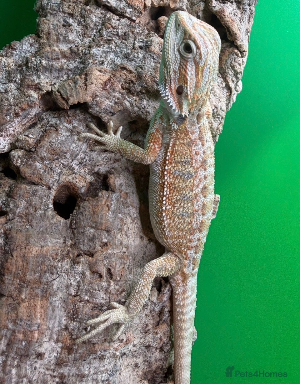 Bearded Dragon reptiles Hypo Het Trans Het Zero bearded dragons - Advert 2