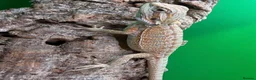 Bearded Dragon reptiles for sale: Zero bearded dragons and others  - Advert 3