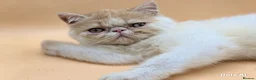 Exotic cats for sale:  Exotic Shorthair Girl, Feisty & Loving - Advert 7