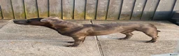 Staffordshire Bull Terrier dogs for stud: Frank. - Advert 19