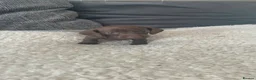 Miniature Dachshund dogs for sale: 5 Miniature Daschund Boys - Advert 22
