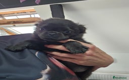 Pug dogs for sale: Stunning quality fluffy frug puppy - Image 1