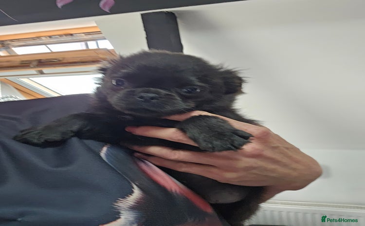 Pug dogs - Advert 15