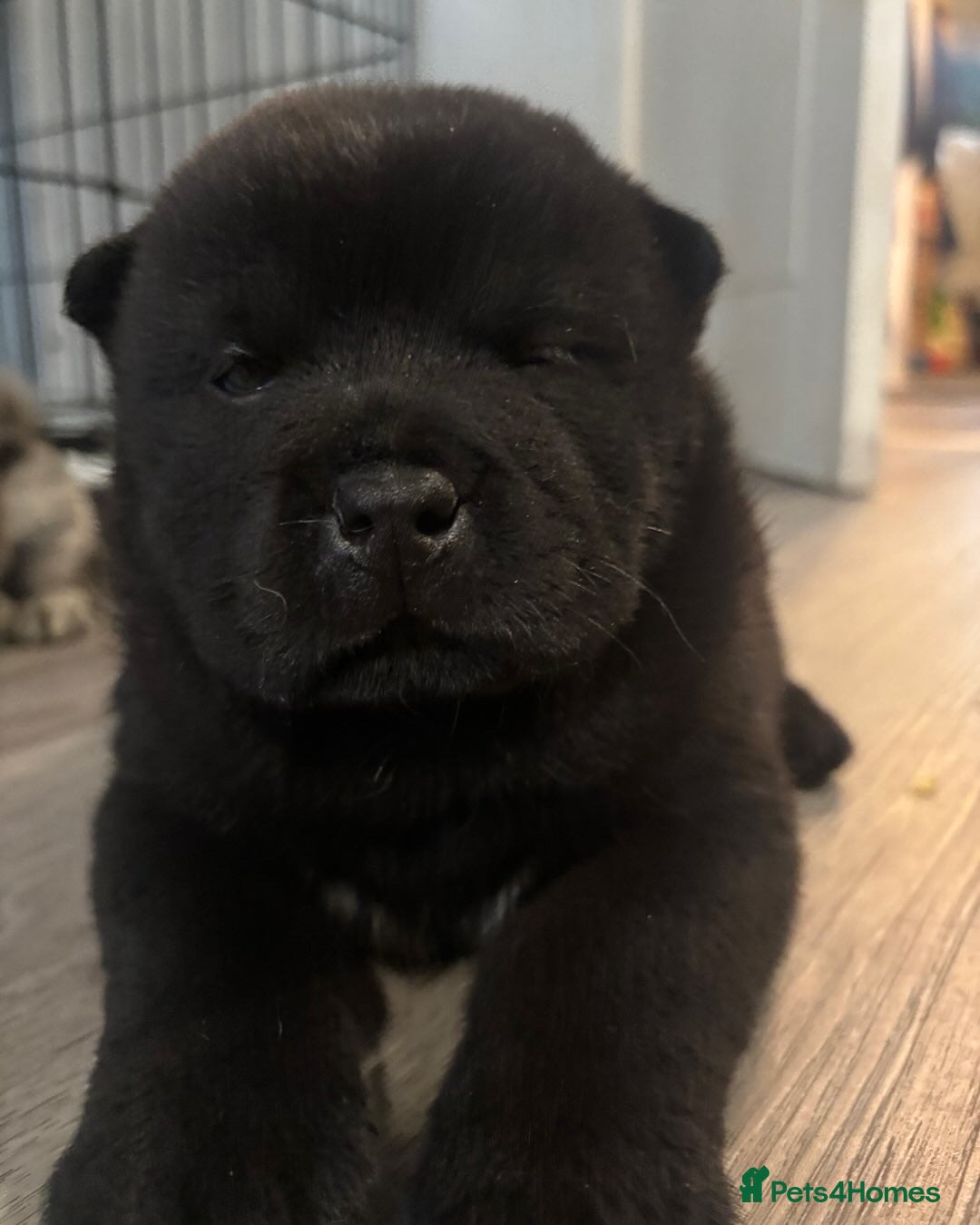 Chow Chow dogs for sale: Chow chow pups SMOOTH and FlUFFY coats  - Advert 10