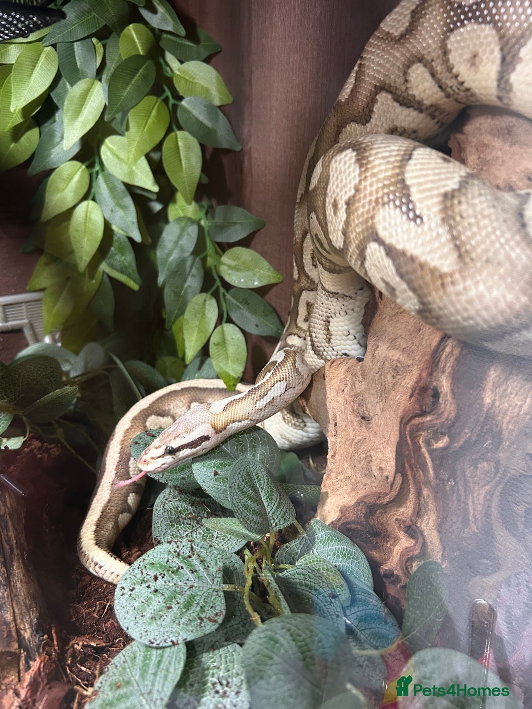 Python Snake reptiles for sale: Male fire het clown Ball Python - Image 1