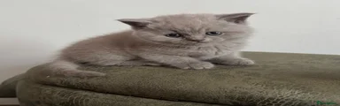 British Shorthair 2