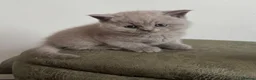 British Shorthair cats for sale: Lovely short haired British blue kittens - Advert 13