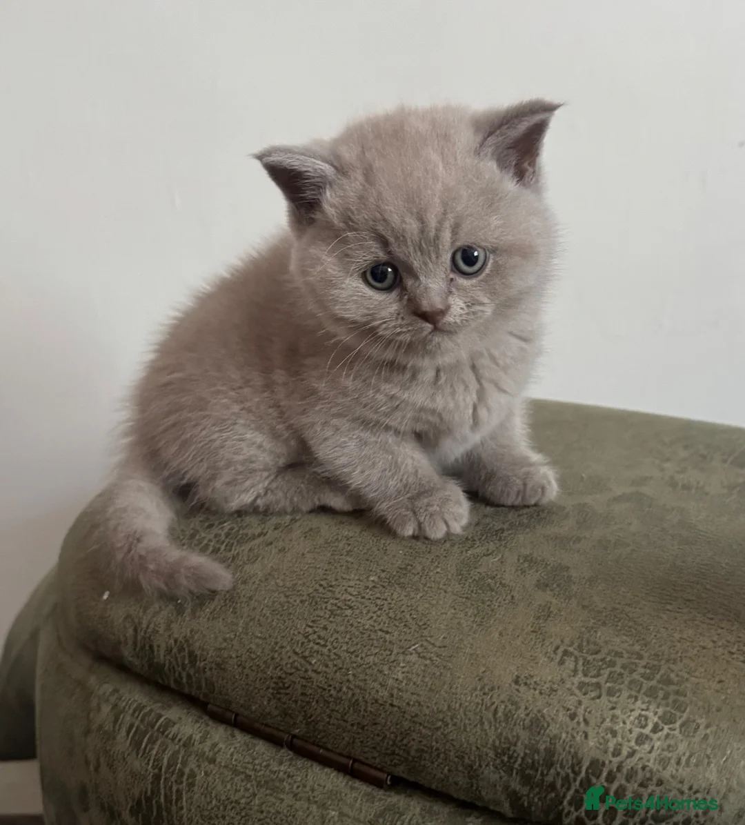 British Shorthair cats for sale: Lovely short haired British blue kittens - Advert 13