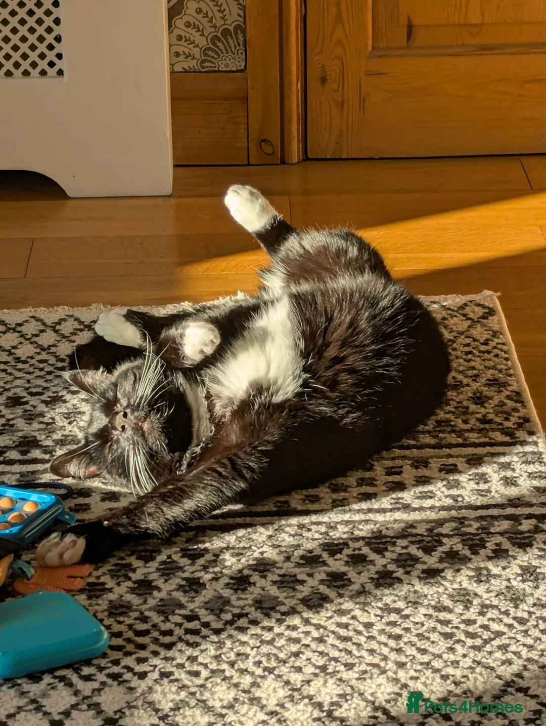 Domestic Shorthair cats for adoption: Buddy and Ozzy seeking their perfect homes - Advert 10