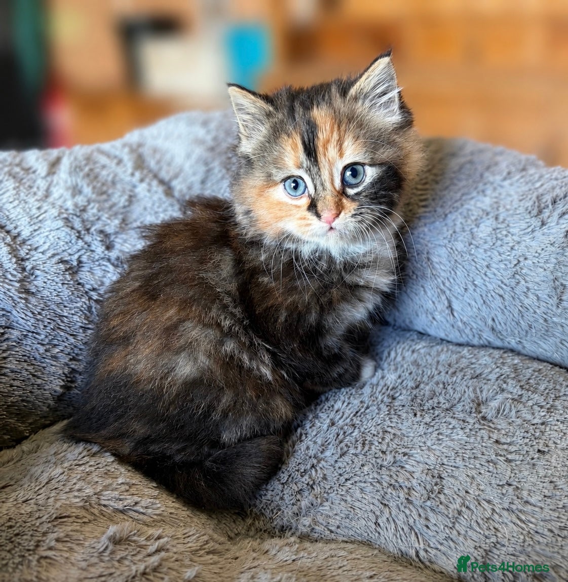 Domestic Shorthair cats Domestic shorthair kittens - Advert 3