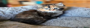 Domestic Shorthair Kitten 3