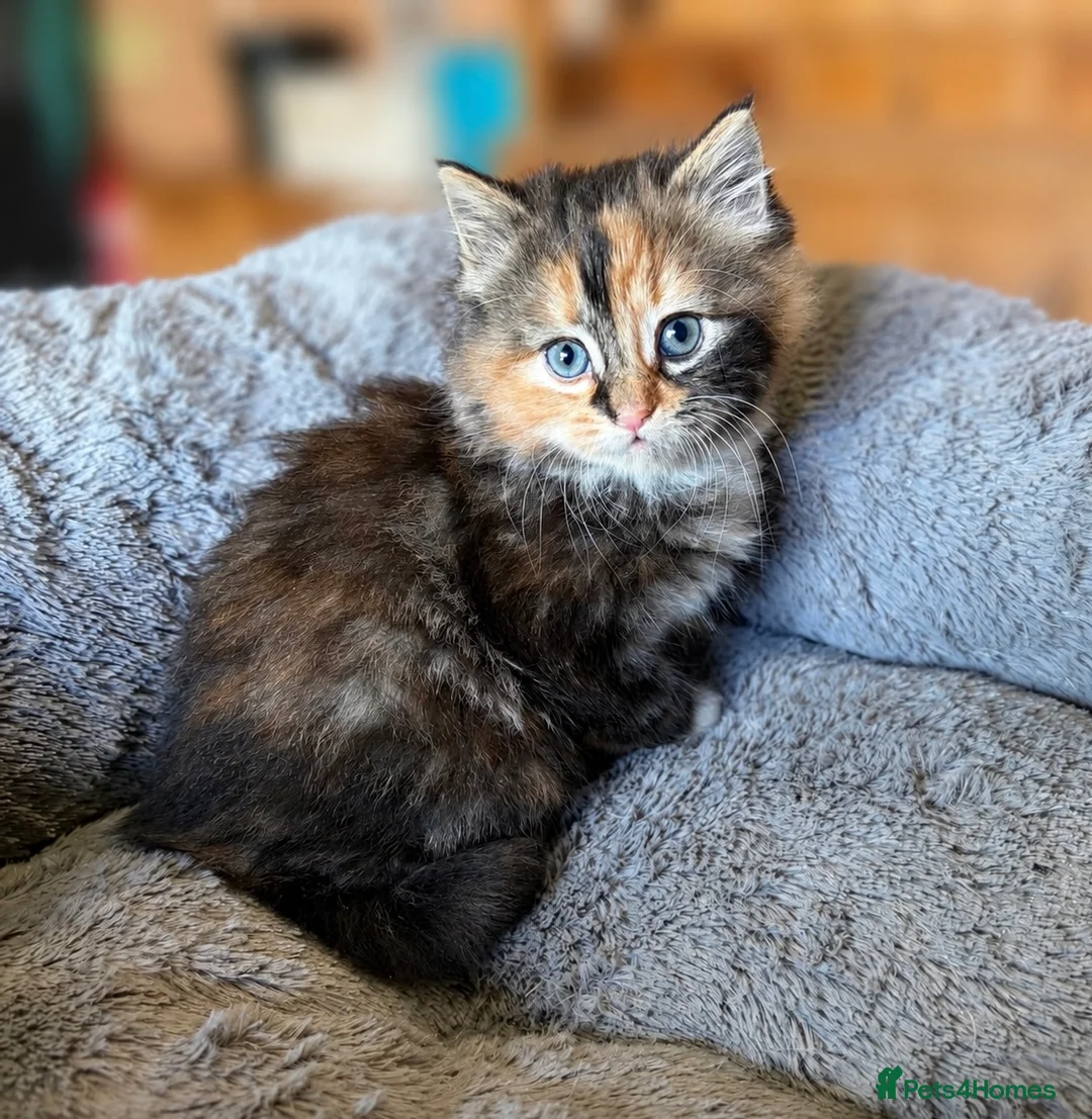 Domestic Shorthair cats for sale: Domestic shorthair kittens - Advert 1