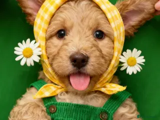 Sproodle dogs 💝💙DNA tested healthy 2 Sproodle Puppies Left 🏡 - Advert 7