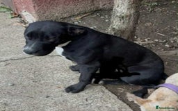 Mixed Breed dogs for sale: 9 month old staffy mix - Advert 2