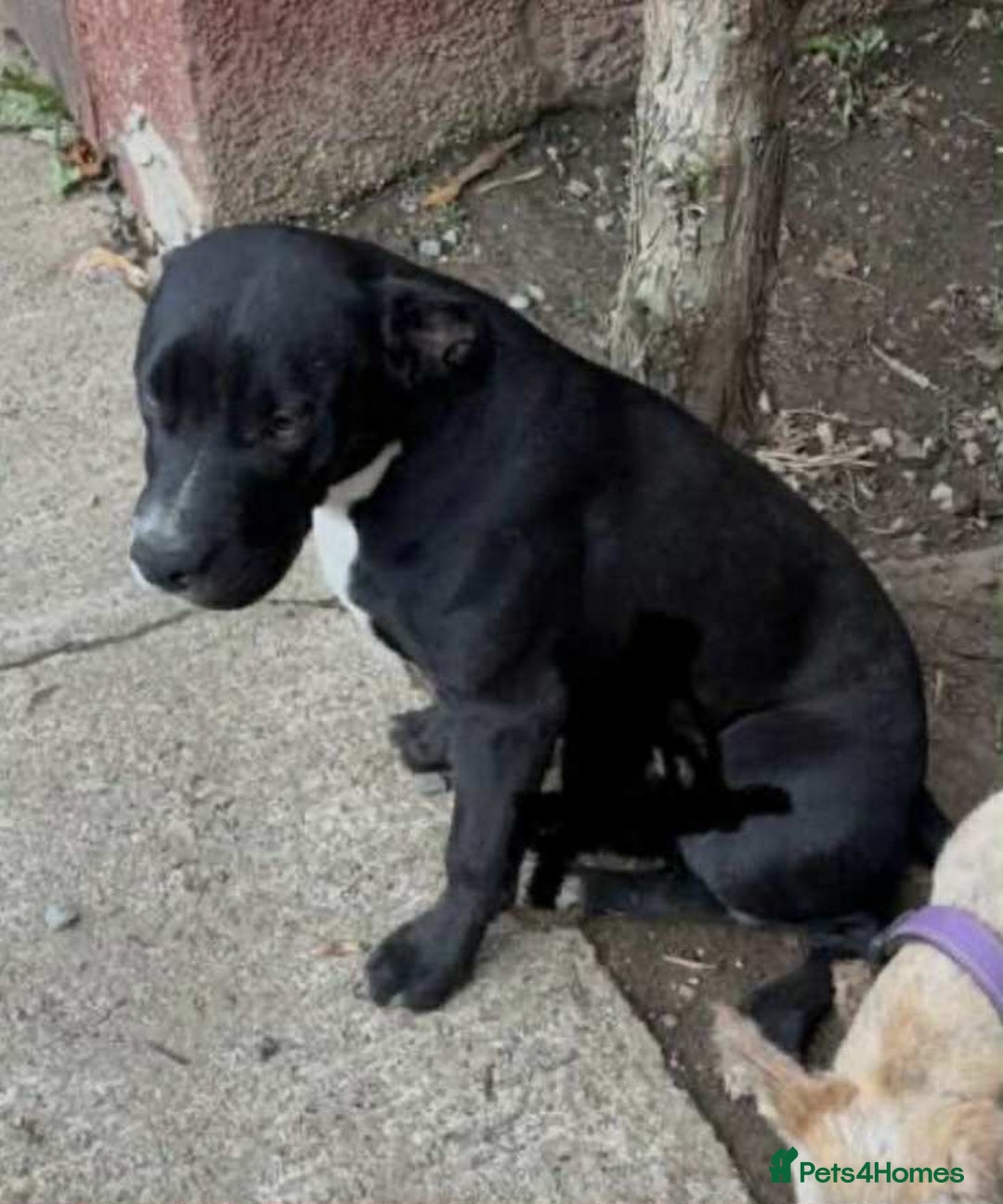 Mixed Breed dogs for sale: 9 month old staffy mix - Advert 2