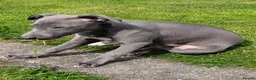 Whippet dogs for stud: Morse - Advert 2