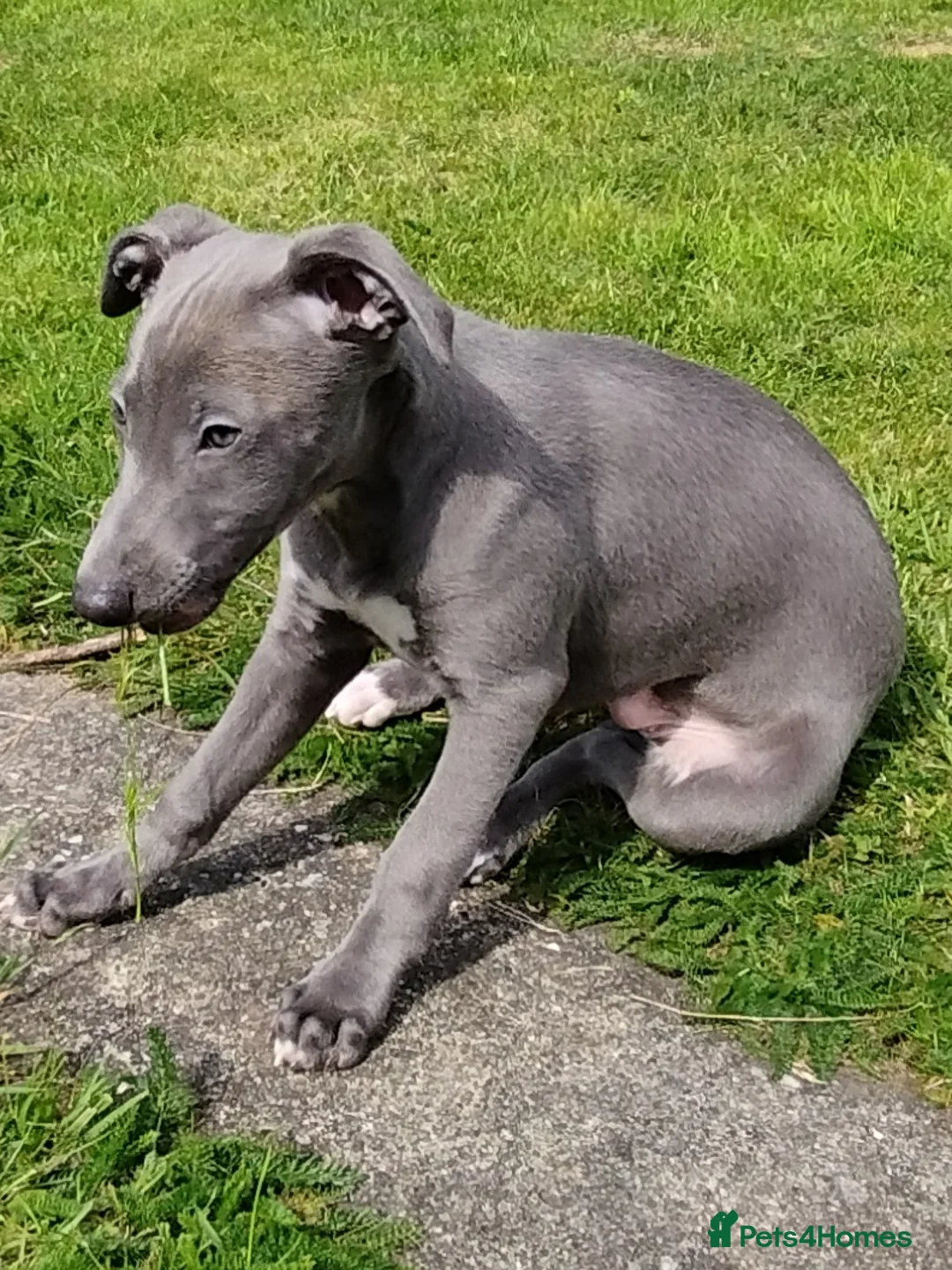 Whippet dogs for stud: Morse - Advert 2