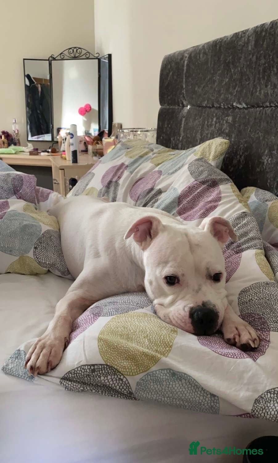 Mixed Breed dogs Staffy cross boxer - Advert 1