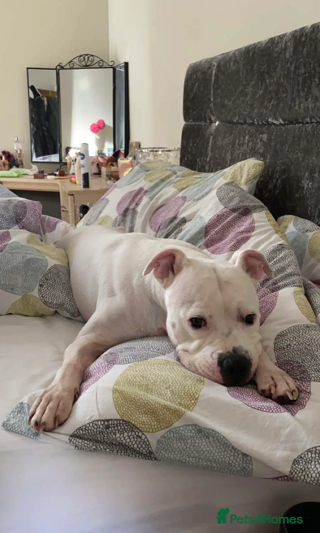 Mixed Breed dogs for sale: Staffy cross boxer - Advert 1