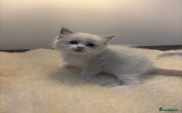 Ragdoll cats for sale: Gorgeous European ragdolls, Tica registered - Image 10