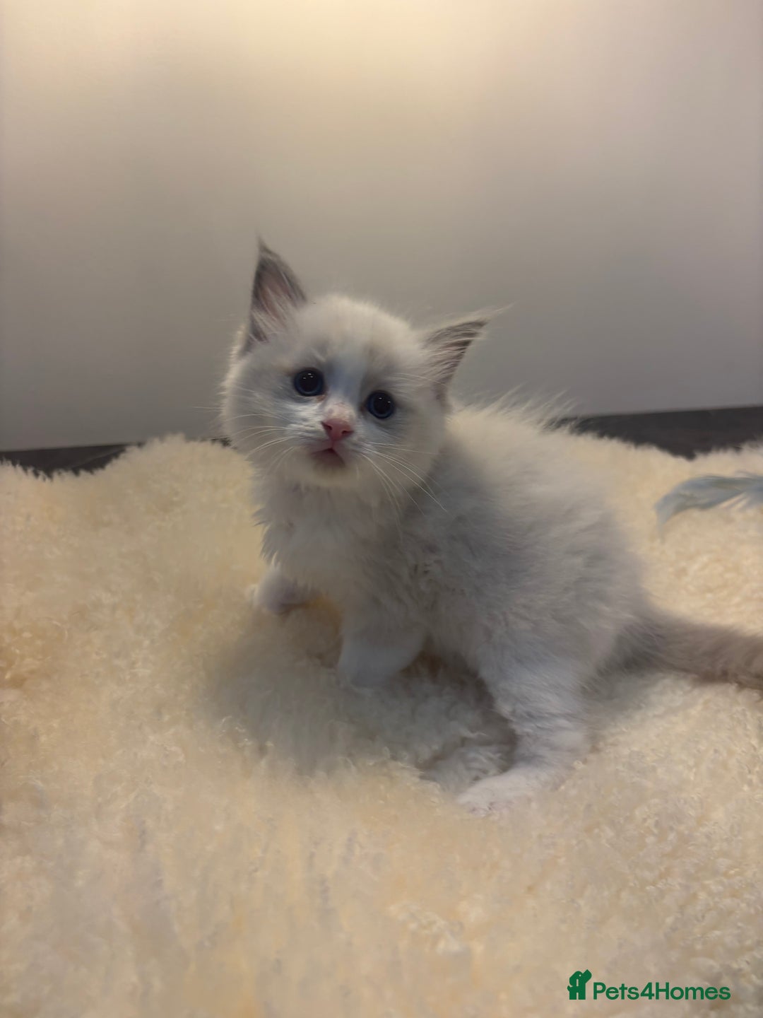 Ragdoll cats for sale: Gorgeous European ragdolls, Tica registered - Image 10
