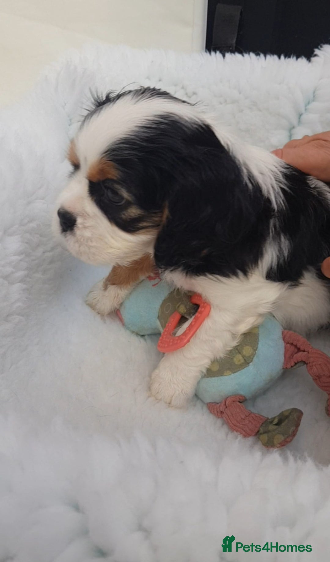 Cavalier King Charles Spaniel dogs for sale: 2 Cavalier king Charles puppies left - Image 18