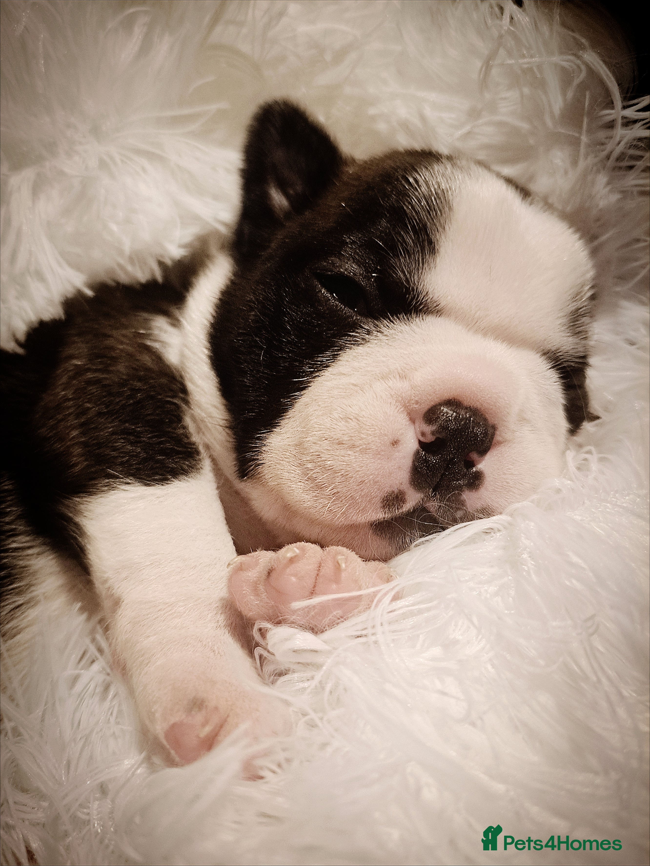 Boston Terrier dogs Boston terrier puppies - Advert 1