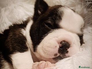 Boston Terrier dogs Boston terrier puppies - Advert 6