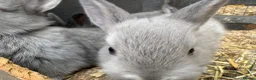 Netherland Dwarf rabbits for sale: Netherland dwarf x Rex  - Advert 5