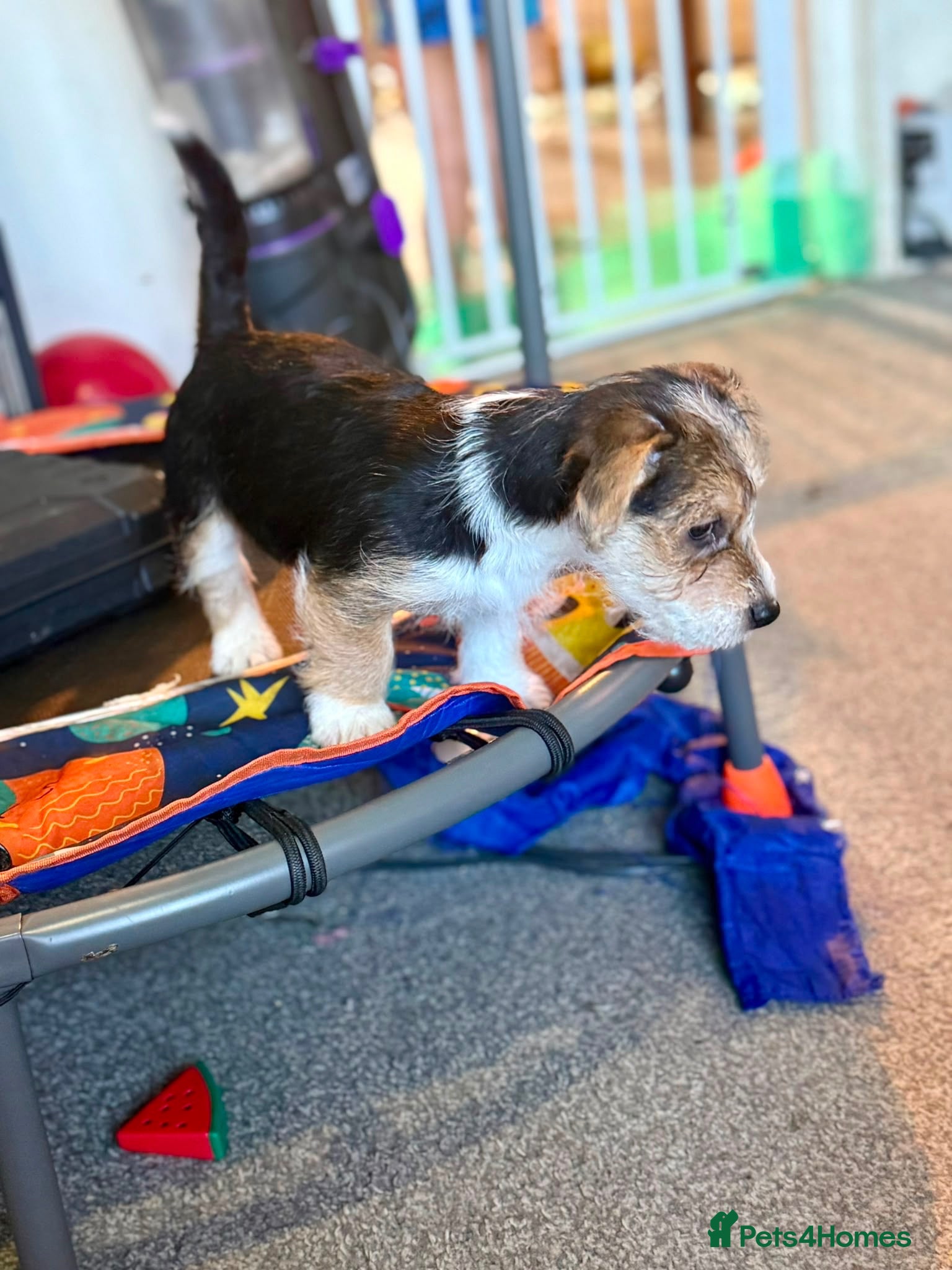Mixed Breed dogs Jack Russell x puppies for sale  - Advert 2