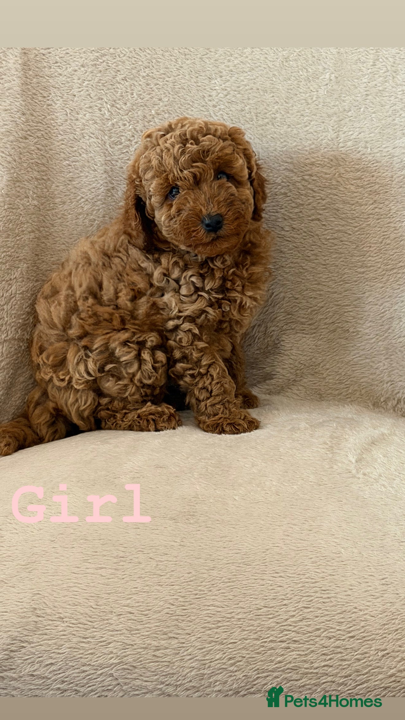 Cockapoo dogs F1b cockapoo puppies  - Advert 6
