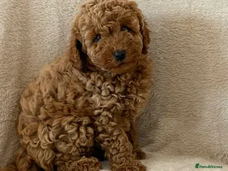 Cockapoo dogs F1b cockapoo puppies - Advert 6
