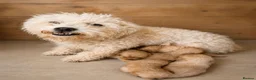 Cavachon dogs for sale: Lovely Cavachon puppies  - Advert 2
