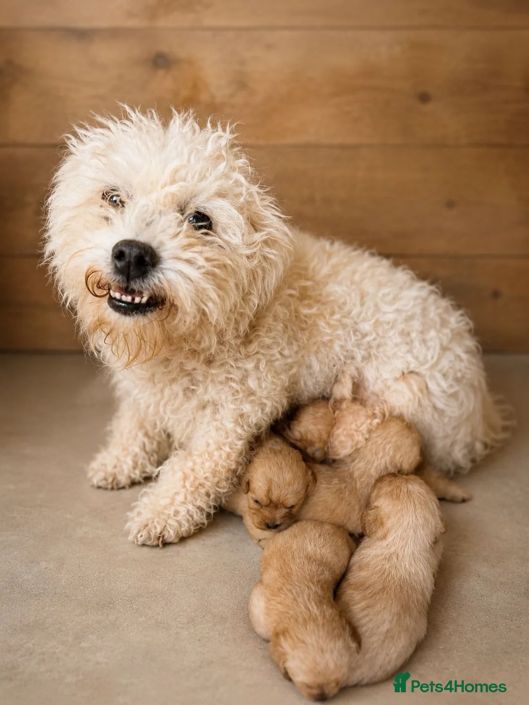 Cavachon dogs for sale: Lovely Cavachon puppies  - Advert 2