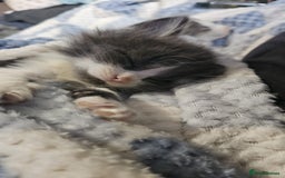Turkish Angora cats for sale: 3 turkish angora x  - Image 6