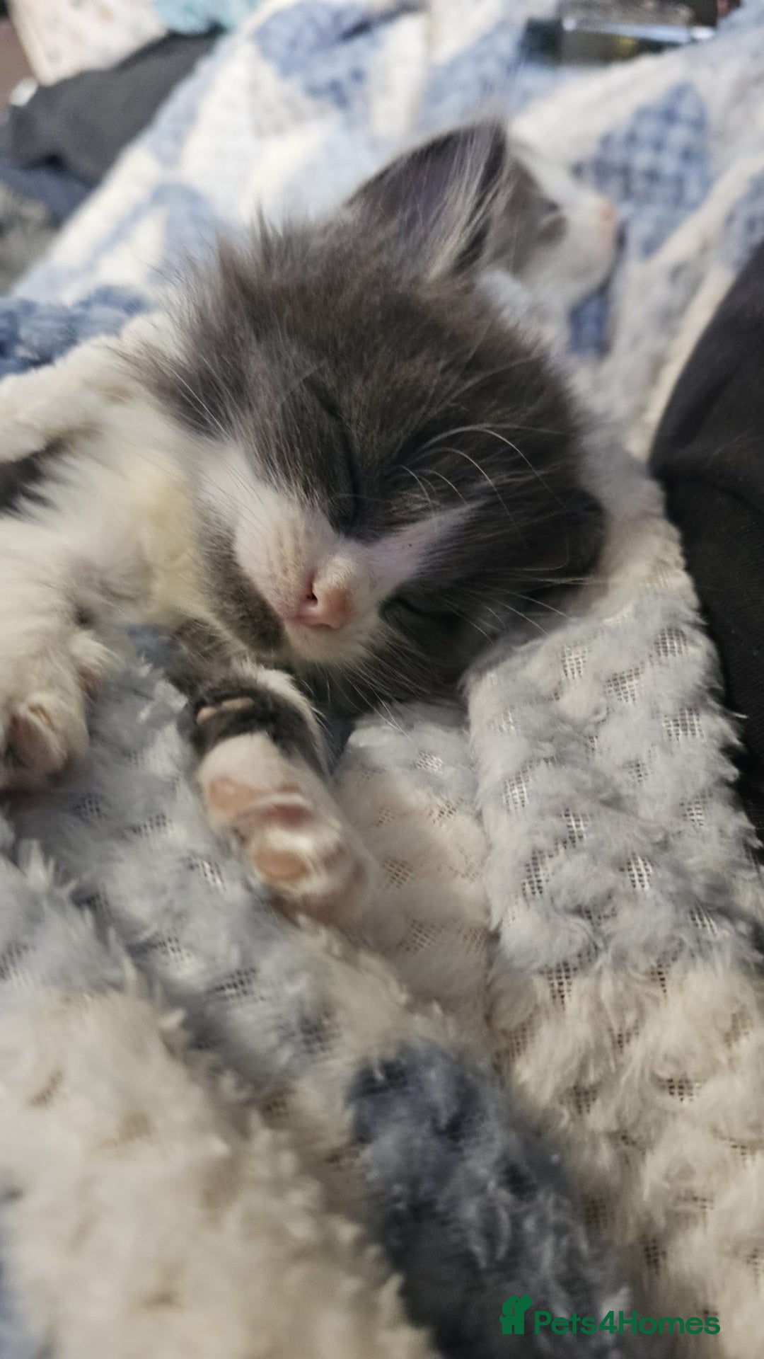 Turkish Angora cats for sale: 3 turkish angora x  - Image 6